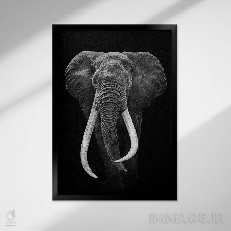 تابلو فیل سیاه و سفید اثر آدریان ویریو - نمای قابدار مشکی