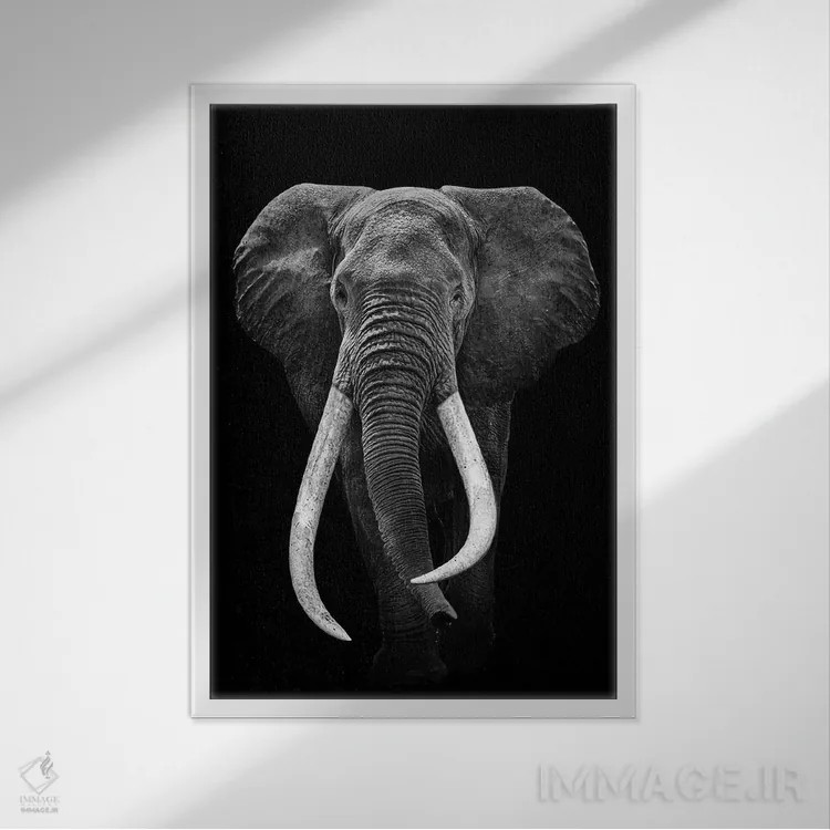 تابلو فیل سیاه و سفید اثر آدریان ویریو - نمای قابدار سفید