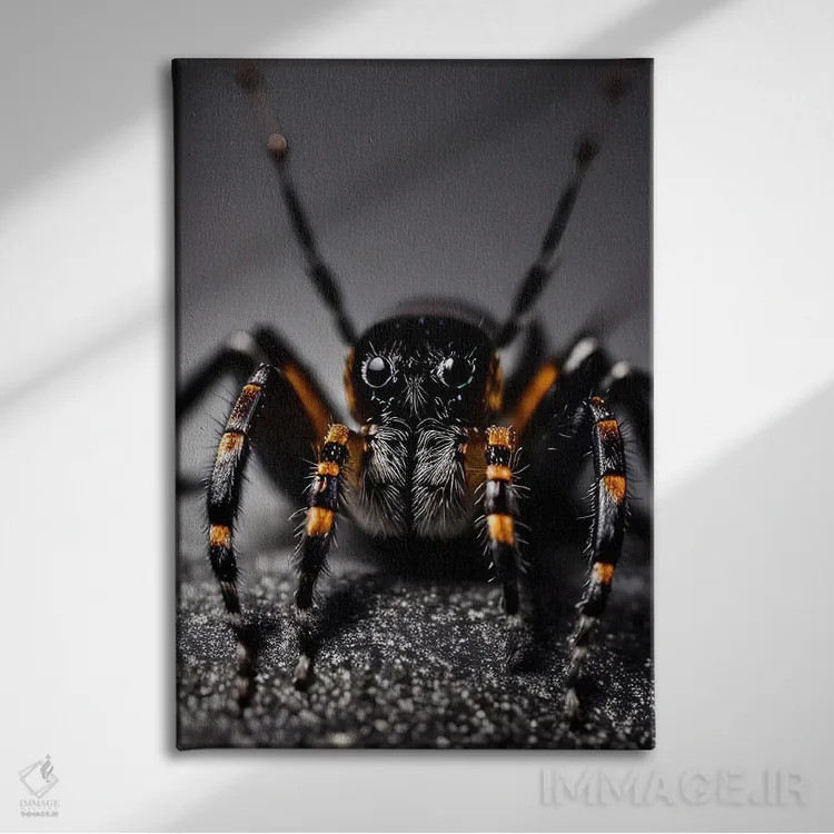 تابلو ماکرو عنکبوت اثر آدریان ویریو - نمای روبهرو روی دیوار