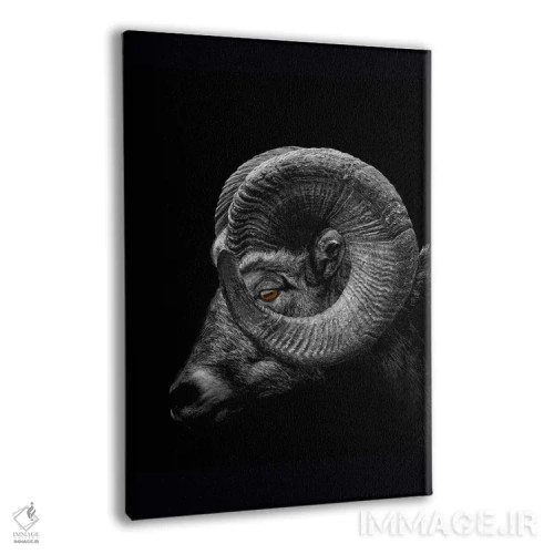 تابلو Profile Close Up Of Head And Horns,نمای نزدیک سر و شاخهای قوچ اثر آدریان ویریو - نمای پرسپکتیو محصول