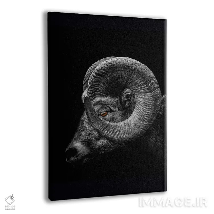 تابلو Profile Close Up Of Head And Horns,نمای نزدیک سر و شاخهای قوچ اثر آدریان ویریو - نمای پرسپکتیو محصول