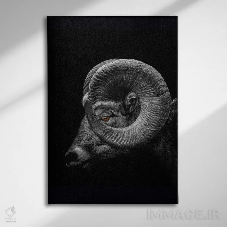 تابلو Profile Close Up Of Head And Horns,نمای نزدیک سر و شاخهای قوچ اثر آدریان ویریو - نمای روبهرو روی دیوار