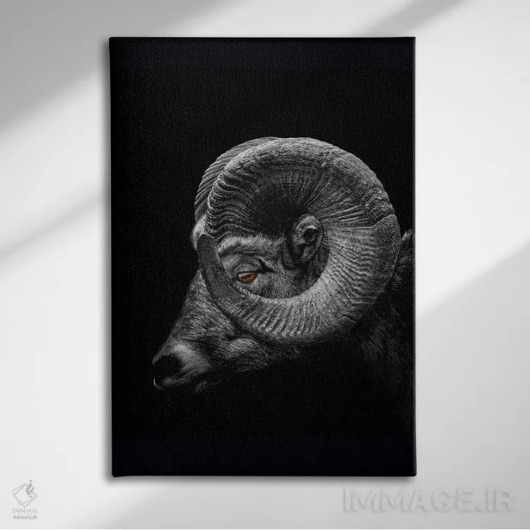 تابلو Profile Close Up Of Head And Horns,نمای نزدیک سر و شاخهای قوچ اثر آدریان ویریو - نمای روبهرو روی دیوار