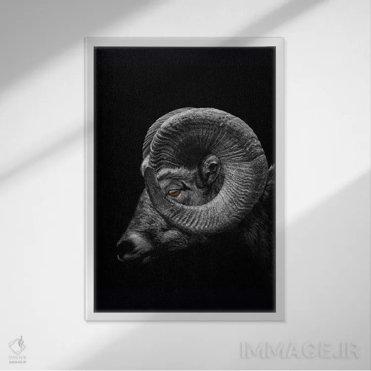 تابلو Profile Close Up Of Head And Horns,نمای نزدیک سر و شاخهای قوچ اثر آدریان ویریو - نمای قابدار سفید