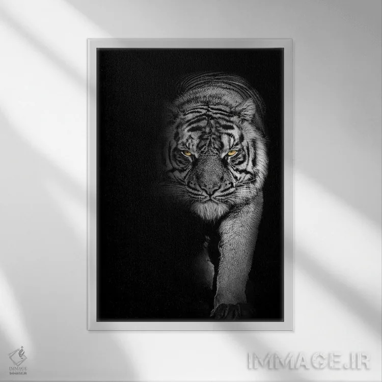 تابلو قدم زدن ببر، سیاهوسفید اثر آدریان ویریو - نمای قابدار سفید