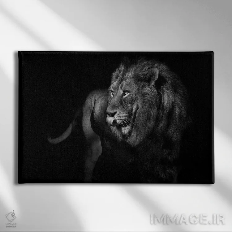 تابلو شیر در حال چرخیدن و نگاه کردن، سیاهوسفید اثر آدریان ویریو - نمای روبهرو روی دیوار