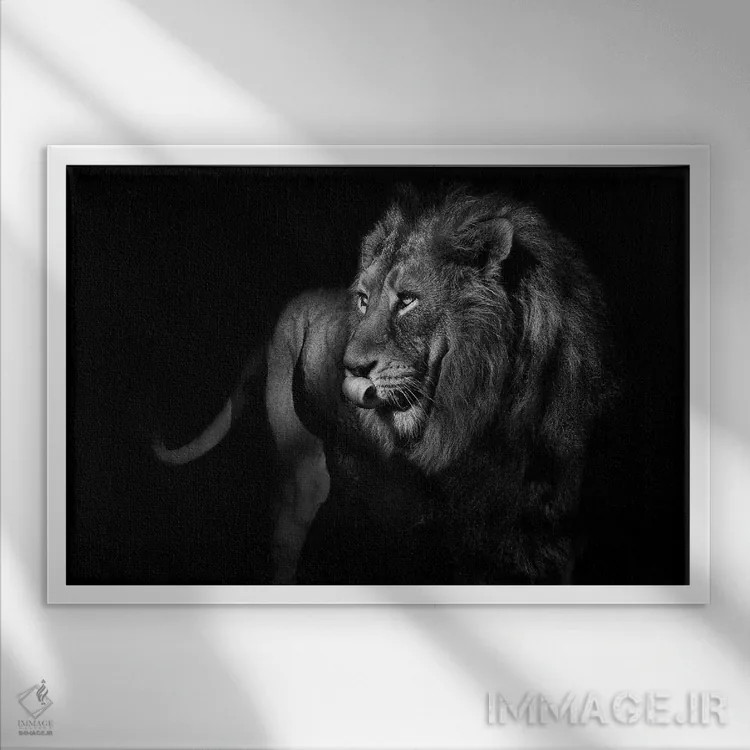 تابلو شیر در حال چرخیدن و نگاه کردن، سیاهوسفید اثر آدریان ویریو - نمای قابدار سفید