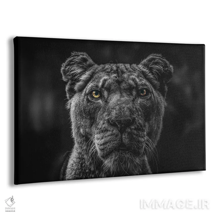 تابلو Head Black And White,صورت شیر، سر سیاه‌وسفید اثر آدریان ویریو - نمای پرسپکتیو محصول