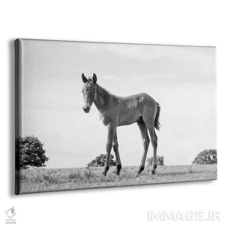 تابلو زیبایی کره اسب اثر اندرو لِوِر - نمای پرسپکتیو محصول