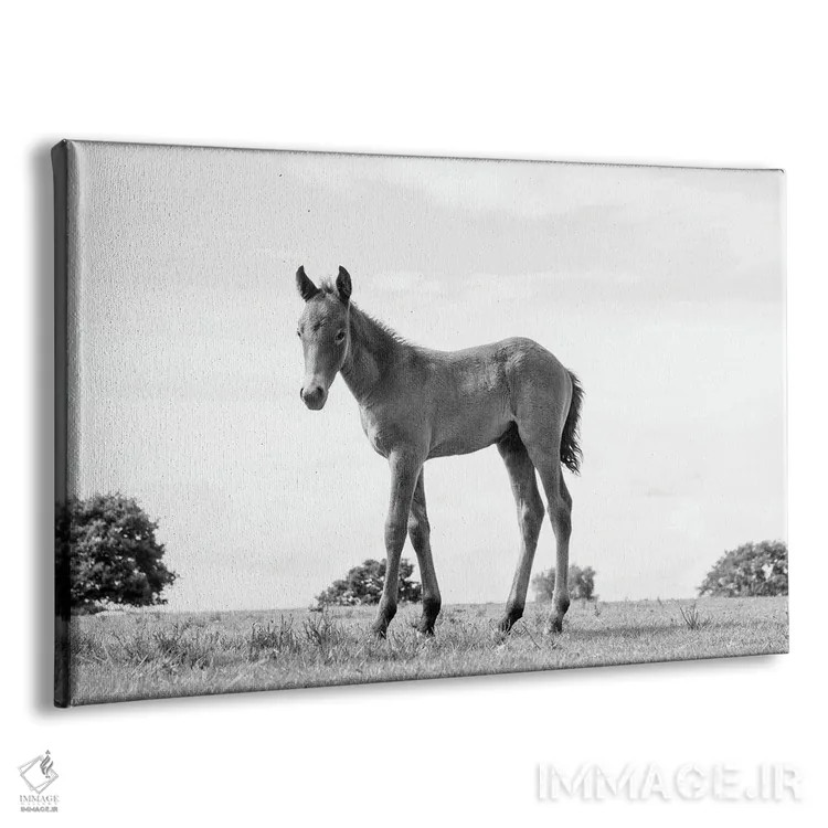 تابلو زیبایی کره اسب اثر اندرو لِوِر - نمای پرسپکتیو محصول