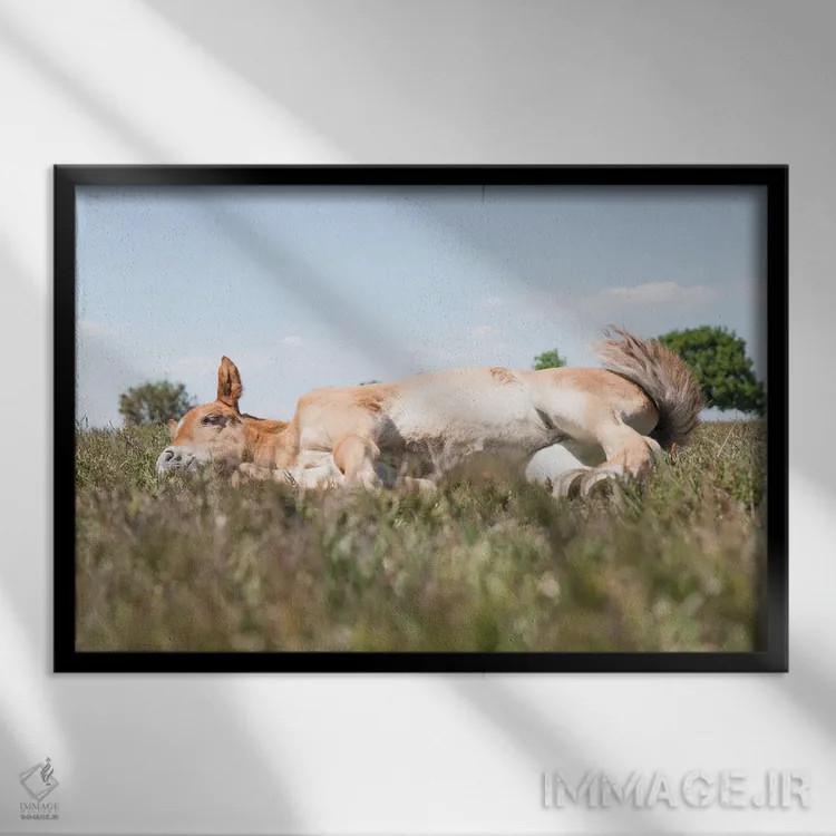 تابلو زیبای خفته IV اثر اندرو لِوِر - نمای قابدار مشکی