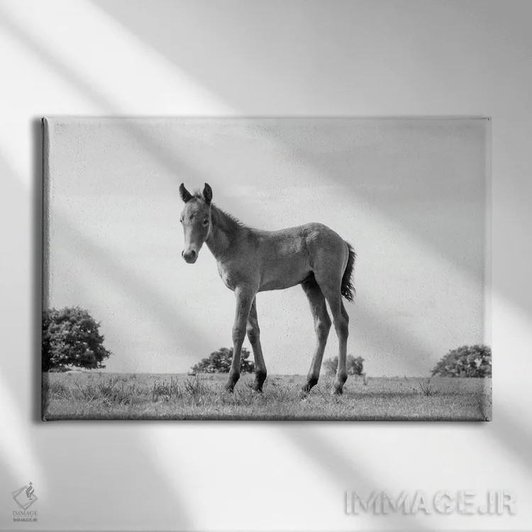 تابلو زیبایی کره اسب اثر اندرو لِوِر - نمای روبهرو روی دیوار