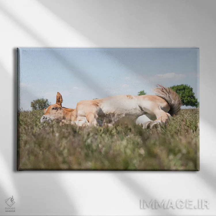 تابلو زیبای خفته IV اثر اندرو لِوِر - نمای روبهرو روی دیوار