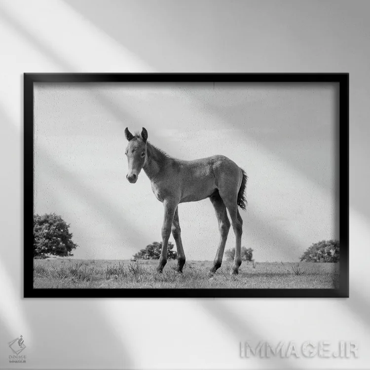 تابلو زیبایی کره اسب اثر اندرو لِوِر - نمای قابدار مشکی