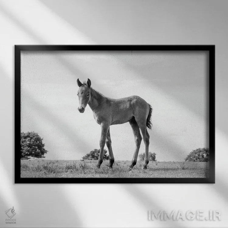تابلو زیبایی کره اسب اثر اندرو لِوِر - نمای قابدار مشکی
