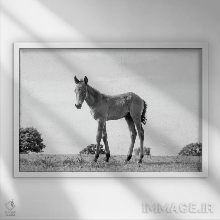 تابلو زیبایی کره اسب اثر اندرو لِوِر - نمای قابدار سفید