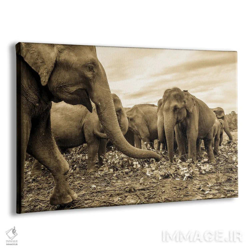 تابلو گله اثر اندرو لِوِر - نمای پرسپکتیو محصول