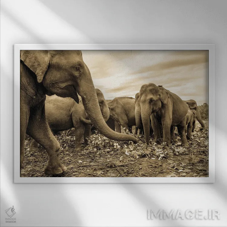 تابلو گله اثر اندرو لِوِر - نمای قابدار سفید