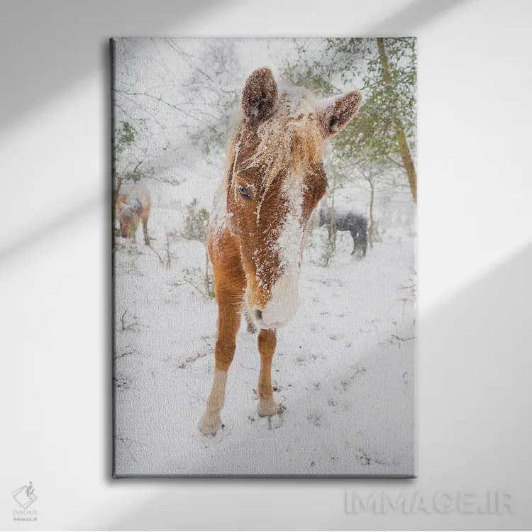 تابلو اسب برفی اثر اندرو لِوِر - نمای روبهرو روی دیوار