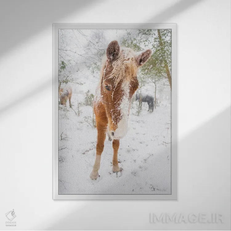 تابلو اسب برفی اثر اندرو لِوِر - نمای قابدار سفید
