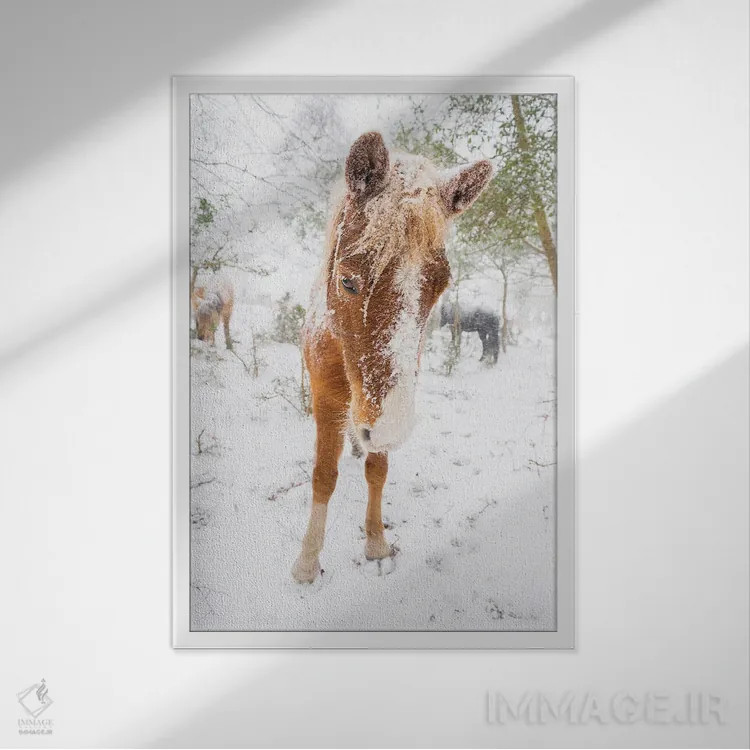 تابلو اسب برفی اثر اندرو لِوِر - نمای قابدار سفید