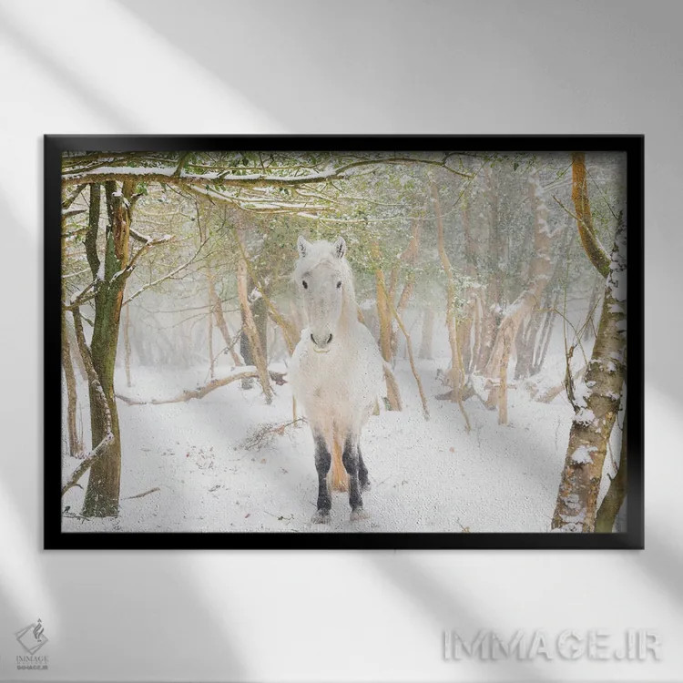 تابلو اسب برفی II اثر اندرو لِوِر - نمای قابدار مشکی