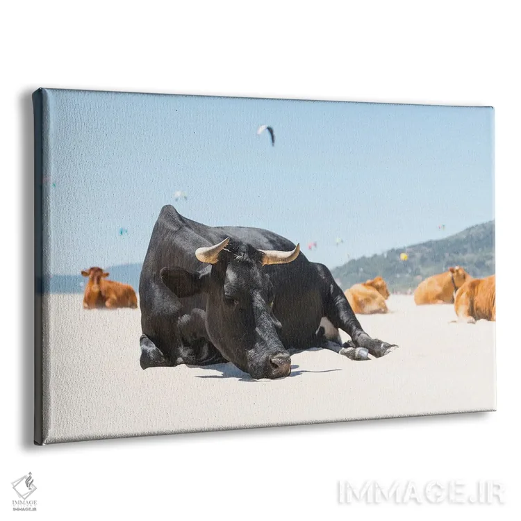 تابلو گاو نر خوابیده اثر اندرو لِوِر - نمای پرسپکتیو محصول