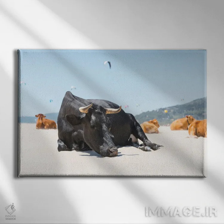 تابلو گاو نر خوابیده اثر اندرو لِوِر - نمای روبهرو روی دیوار