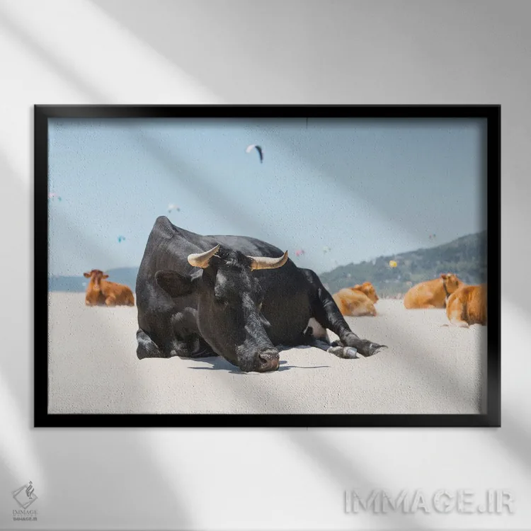 تابلو گاو نر خوابیده اثر اندرو لِوِر - نمای قابدار مشکی
