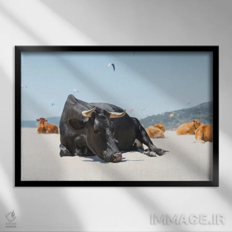 تابلو گاو نر خوابیده اثر اندرو لِوِر - نمای قابدار مشکی