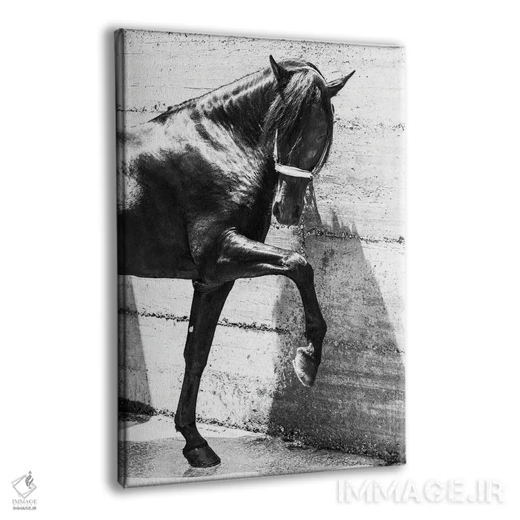 تابلو اسب اندلسی سیاه اثر اندرو لِوِر - نمای پرسپکتیو محصول