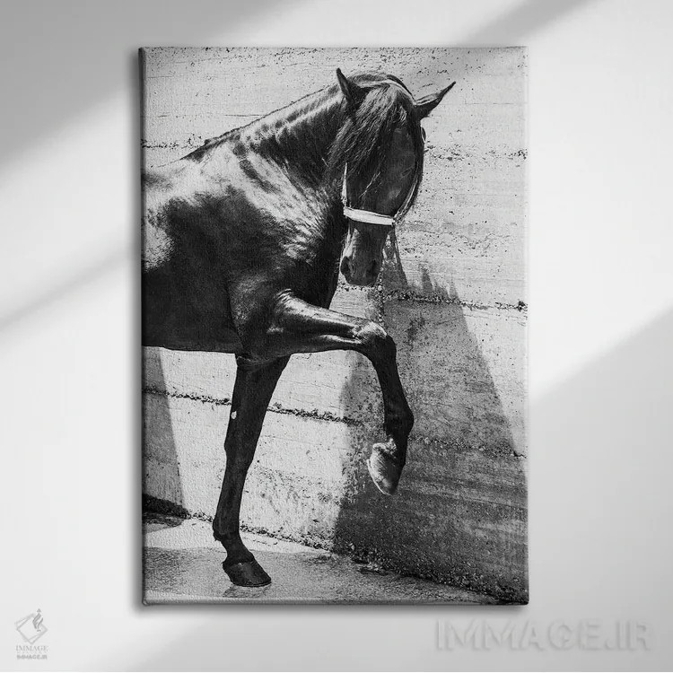تابلو اسب اندلسی سیاه اثر اندرو لِوِر - نمای روبهرو روی دیوار