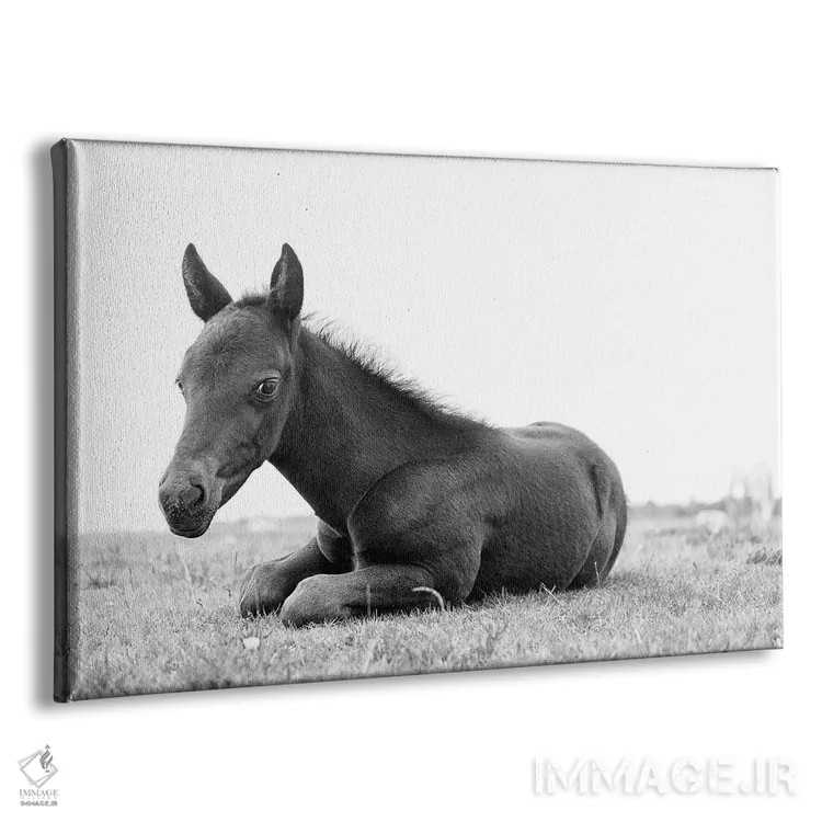 تابلو زیبای سیاه جوان اثر اندرو لِوِر - نمای پرسپکتیو محصول