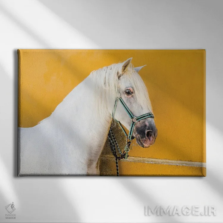 تابلو اسب سفید اثر اندرو لِوِر - نمای روبهرو روی دیوار
