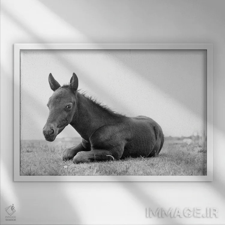 تابلو زیبای سیاه جوان اثر اندرو لِوِر - نمای قابدار سفید