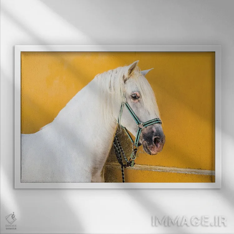 تابلو اسب سفید اثر اندرو لِوِر - نمای قابدار سفید