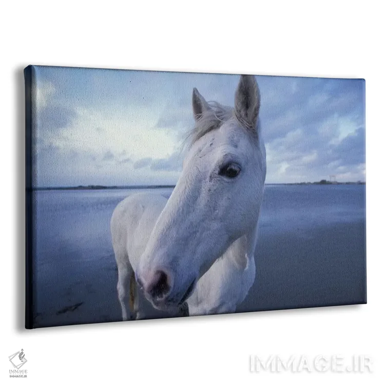 تابلو Camargue, Provence-Alpes-Cote d'Azur, France,اسب کامارگو، کامارگو، پروانس-آلپ-کوت دازور، فرانسه اثر آرت وولف (عکاس حیات وحش آمریکایی) - نمای پرسپکتیو محصول