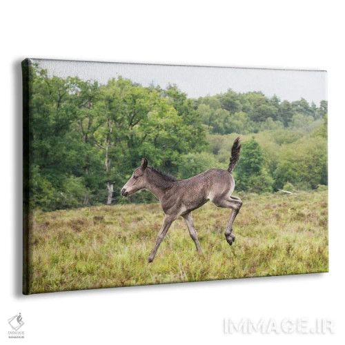 تابلو کُرّهٔ بامبی اثر اندرو لِوِر - نمای پرسپکتیو محصول