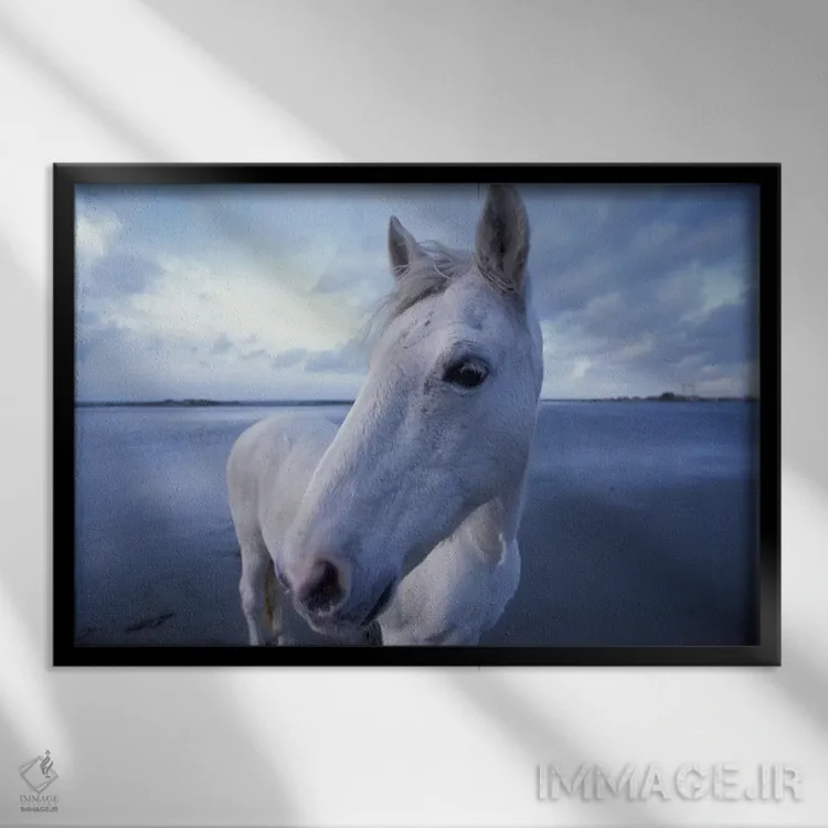 تابلو Camargue, Provence-Alpes-Cote d'Azur, France,اسب کامارگو، کامارگو، پروانس-آلپ-کوت دازور، فرانسه اثر آرت وولف (عکاس حیات وحش آمریکایی) - نمای قابدار مشکی