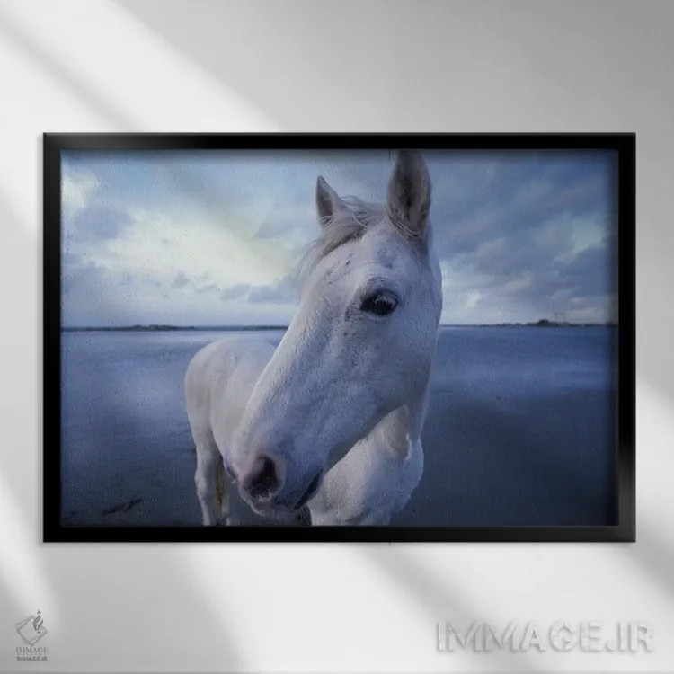 تابلو Camargue, Provence-Alpes-Cote d'Azur, France,اسب کامارگو، کامارگو، پروانس-آلپ-کوت دازور، فرانسه اثر آرت وولف (عکاس حیات وحش آمریکایی) - نمای قابدار مشکی