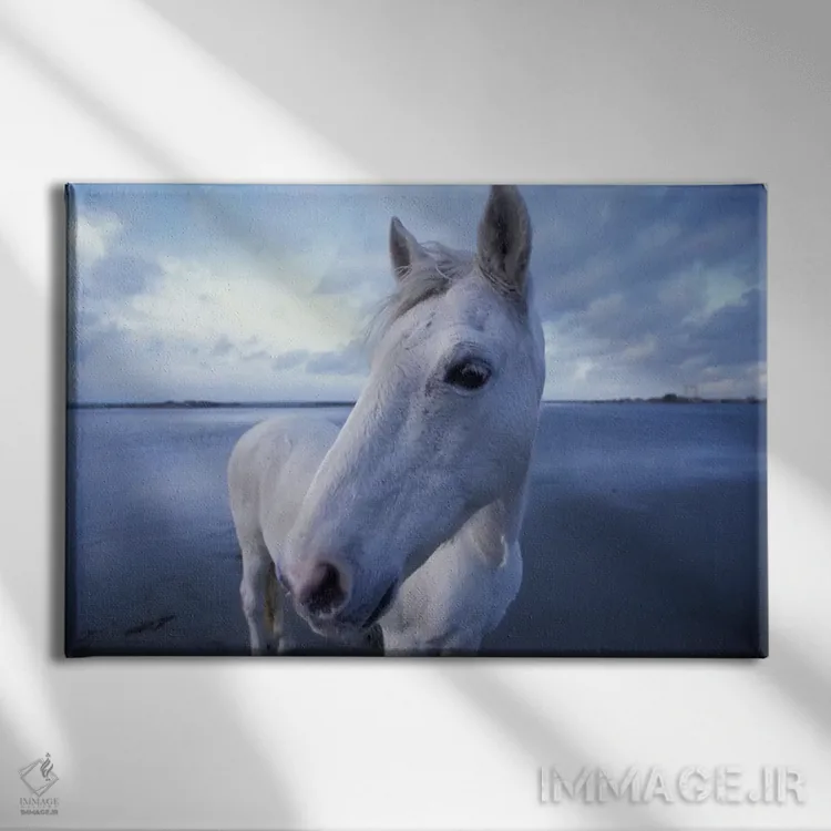 تابلو Camargue, Provence-Alpes-Cote d'Azur, France,اسب کامارگو، کامارگو، پروانس-آلپ-کوت دازور، فرانسه اثر آرت وولف (عکاس حیات وحش آمریکایی) - نمای روبهرو روی دیوار