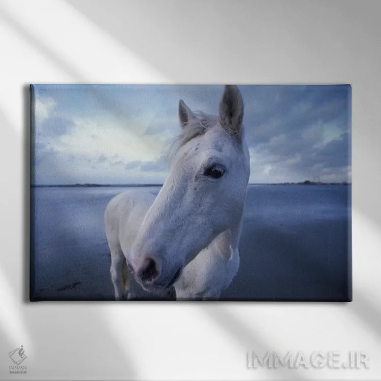 تابلو Camargue, Provence-Alpes-Cote d'Azur, France,اسب کامارگو، کامارگو، پروانس-آلپ-کوت دازور، فرانسه اثر آرت وولف (عکاس حیات وحش آمریکایی) - نمای روبهرو روی دیوار