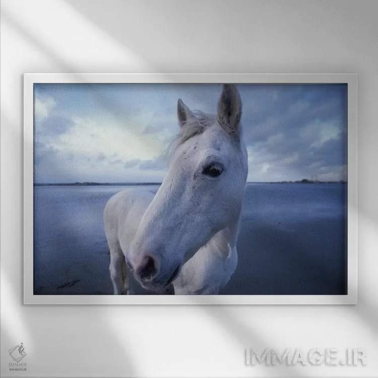 تابلو Camargue, Provence-Alpes-Cote d'Azur, France,اسب کامارگو، کامارگو، پروانس-آلپ-کوت دازور، فرانسه اثر آرت وولف (عکاس حیات وحش آمریکایی) - نمای قابدار سفید