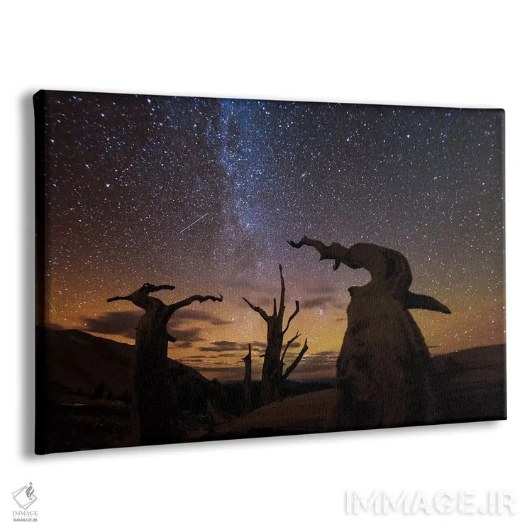 تابلو Ancient Bristlecone Pine Forest, White Mountains, California,درخت کاج بریستلکون، جنگل باستانی بریستلکون، کوهستانهای سفید، کالیفرنیا اثر آرت وولف (عکاس حیات وحش آمریکایی) - نمای پرسپکتیو محصول