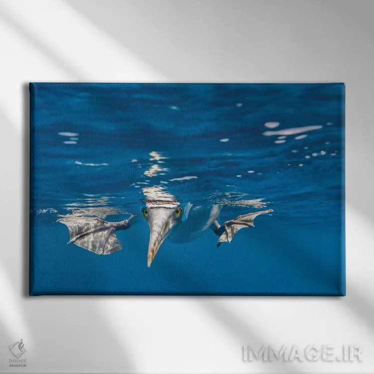 تابلو Galapagos Islands,بومی پاآبی، جزایر گالاپاگوس (نوعی پرنده) اثر آرت وولف (عکاس حیات وحش آمریکایی) - نمای روبهرو روی دیوار