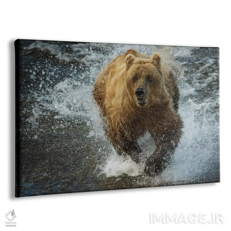 تابلو Katmai National Park, Alaska, USA,خرس قهوهای در حال ماهیگیری، پارک ملی کتمای، آلاسکا، آمریکا اثر آرت وولف (عکاس حیات وحش آمریکایی) - نمای پرسپکتیو محصول