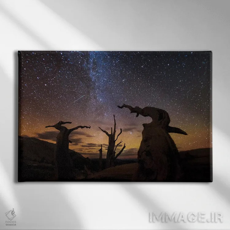تابلو Ancient Bristlecone Pine Forest, White Mountains, California,درخت کاج بریستلکون، جنگل باستانی بریستلکون، کوهستانهای سفید، کالیفرنیا اثر آرت وولف (عکاس حیات وحش آمریکایی) - نمای روبهرو روی دیوار