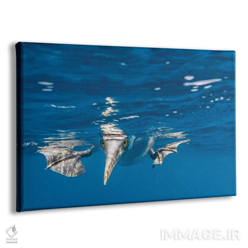 تابلو Galapagos Islands,بومی پاآبی، جزایر گالاپاگوس (نوعی پرنده) اثر آرت وولف (عکاس حیات وحش آمریکایی) - نمای پرسپکتیو محصول