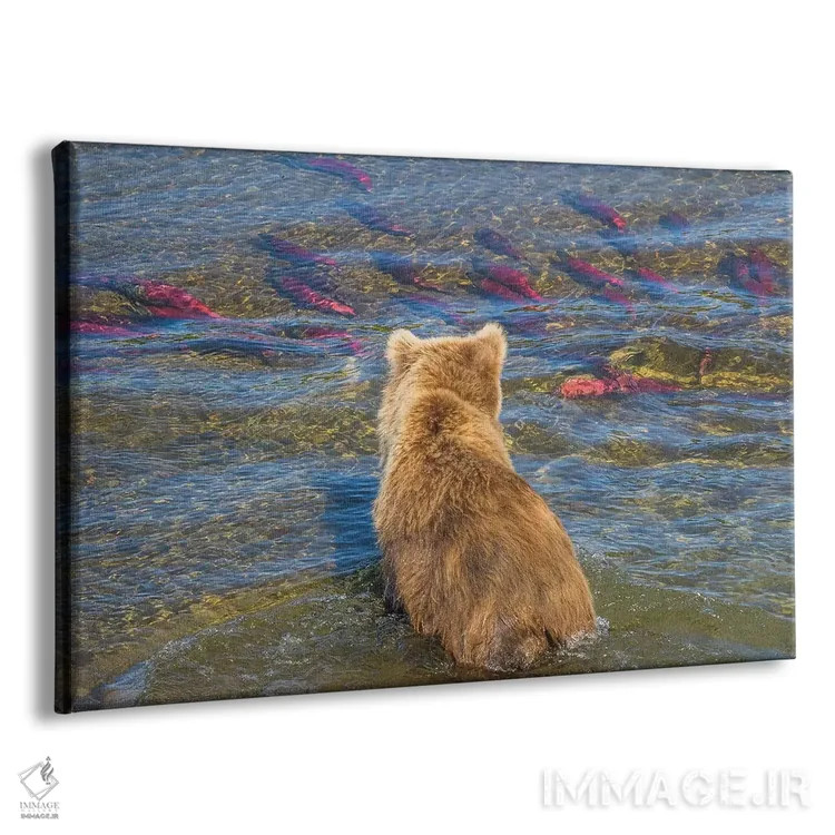تابلو Katmai National Park, Alaska, USA,خرس قهوهای در حال ماهیگیری در آب کمعمق، پارک ملی کتمای، آلاسکا، آمریکا اثر آرت وولف (عکاس حیات وحش آمریکایی) - نمای پرسپکتیو محصول