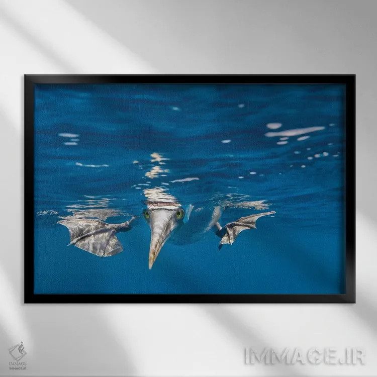 تابلو Galapagos Islands,بومی پاآبی، جزایر گالاپاگوس (نوعی پرنده) اثر آرت وولف (عکاس حیات وحش آمریکایی) - نمای قابدار مشکی